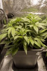 Vanilla Kush FLO+9