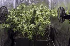 VK + CK FLO+63 CUT