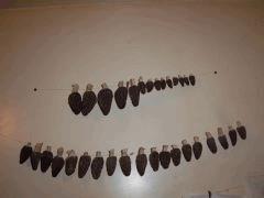 morilles flash