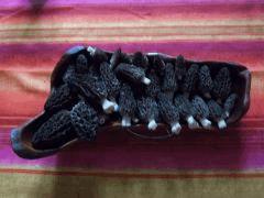morilles 002 Min