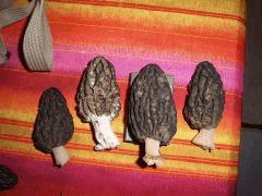 MORILLES 001 (2) Min