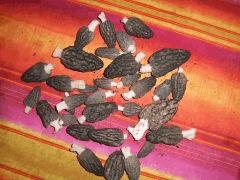 MORILLES 2K17