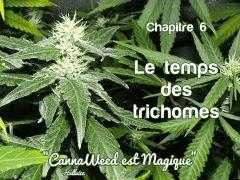 le temps des trichomes
