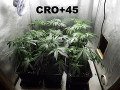 cro + 45