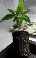 cro+21 roots jack herer