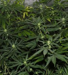 DSCF5135 B indica