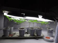 cro + 19 Jack herer