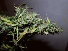 00 5 G
