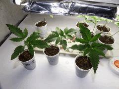 cro + 19 Jack herer