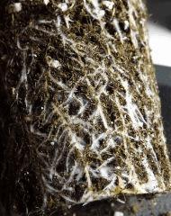 roots cro +12