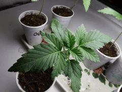 cro + 19 Jack herer