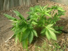 DSCN0021