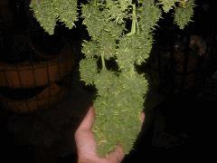 DSCN0252