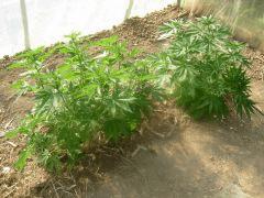 DSCN0056