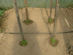 DSCN0049