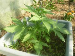 DSCN0019