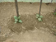 DSCN0386