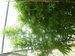 DSCN0342
