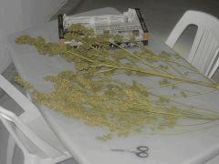 DSCN0279