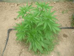 DSCN0041