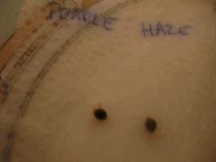 DSCN0346