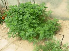 DSCN0154
