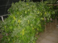 DSCN0535