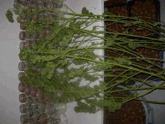 DSCN0590