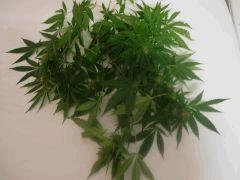 DSCN0446