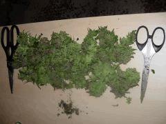 DSCN0567