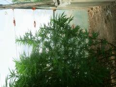 DSCN0347