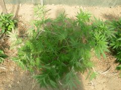 DSCN0061