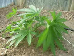 DSCN0022