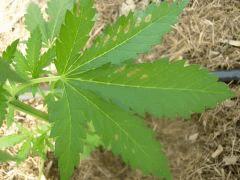 DSCN0002  maladie earlyskunk feuille2 CRO 31 Le 19 Mai 2017