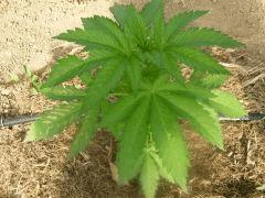 DSCN0003  maladie earlyskunk CRO 31 Le 19 Mai 2017