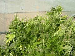 DSCN0555