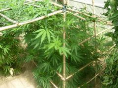DSCN0294