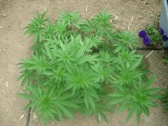 DSCN0068