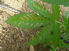 DSCN0001  maladie earlyskunk feuille1 CRO 31 Le 19 Mai 2017