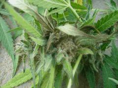 DSCN0486