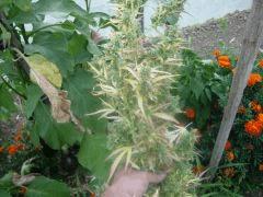DSCN0217
