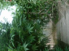 DSCN0370