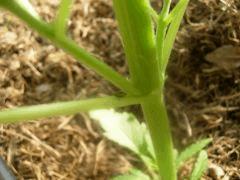 DSCN0005  bestiole Sur earlyskunk feuille1 CRO 31 Le 19 Mai 2017