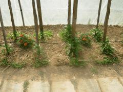 DSCN0047