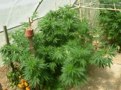 DSCN0275