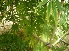 DSCN0382