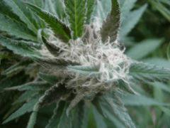 DSCN0434