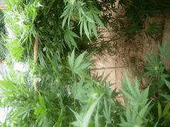 DSCN0399