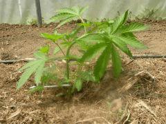 DSCN0012  palissage H 4 Purple Haze #2 CRO 32 Le 20 Mai 2017