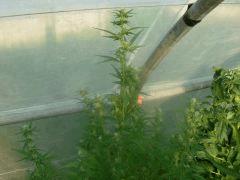 DSCN0088